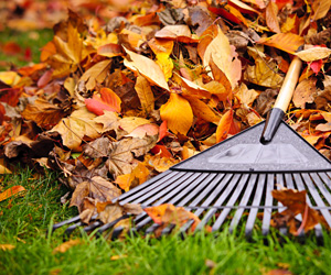 Rake in a pile of autumn leaves.